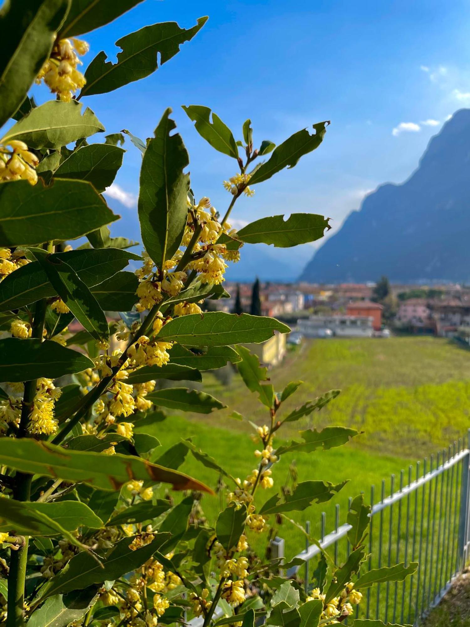 View & Chill Apartment Riva del Garda Exterior photo